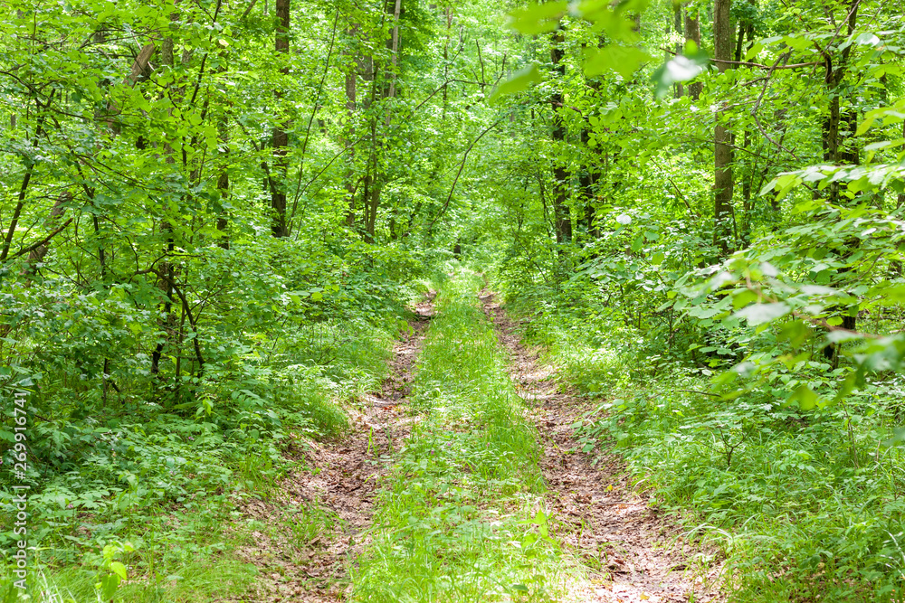 beautiful green natural forest travel serene at wild forest. beautiful green natural forest travel serene at wild forest.