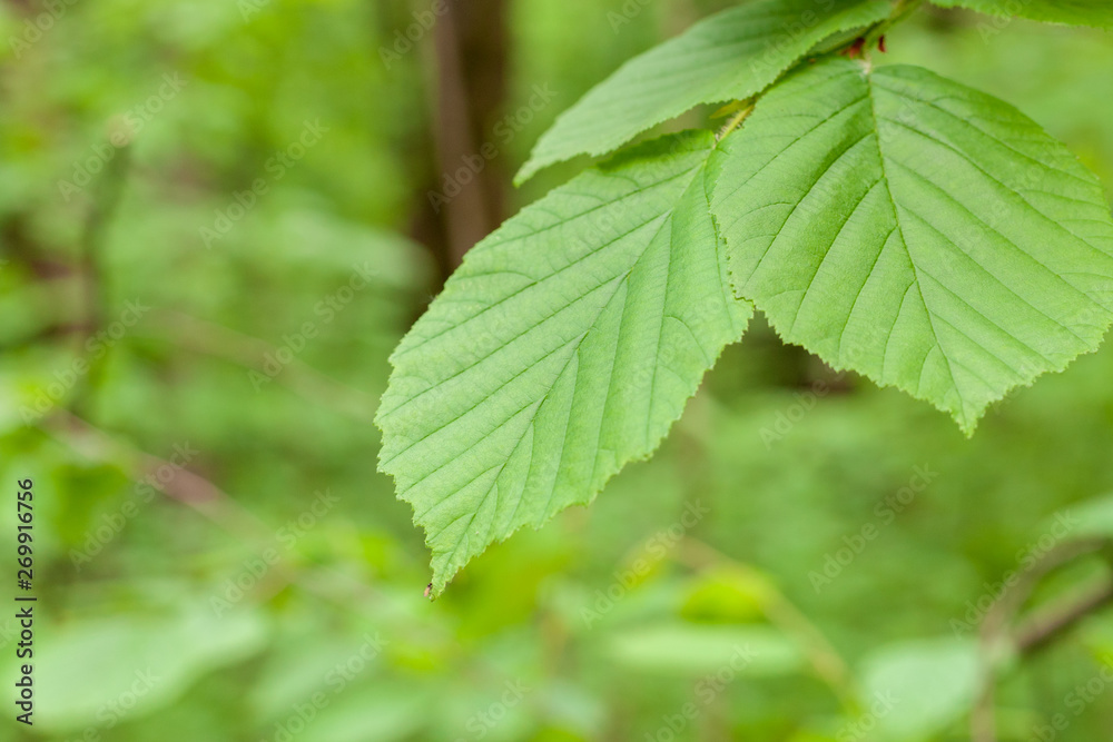 beautiful green natural forest travel serene at wild forest. beautiful green natural forest travel serene at wild forest.