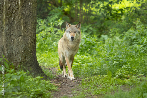 Europäischer Wolf wild im Wald grün blick