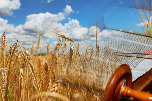 Symbols of jewish holiday Shavuot Torah and wheat field photo