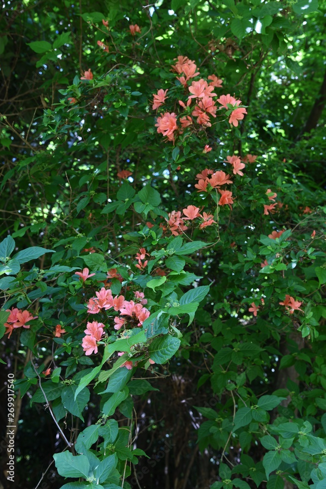 Rhododendron kaempferi flowers (Torch azalea)