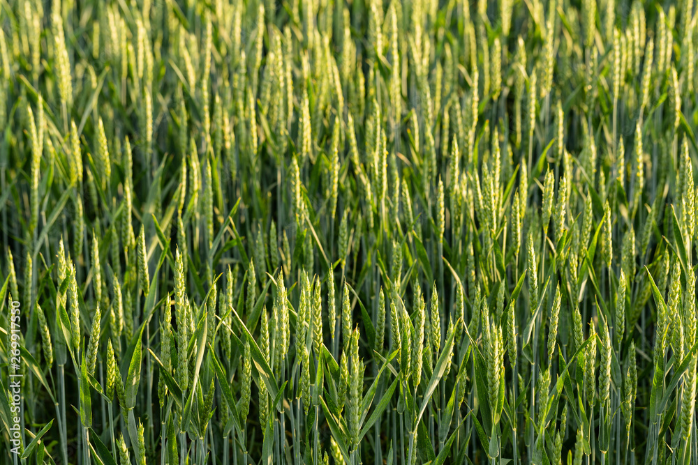 Green cereals during flowering. Grain field. Space for wheat. Land for agricultural purposes. Food base of the human race. Green cereals during flowering. Grain field. Space for wheat. Land for agricultural purposes. Food base of the human race.
