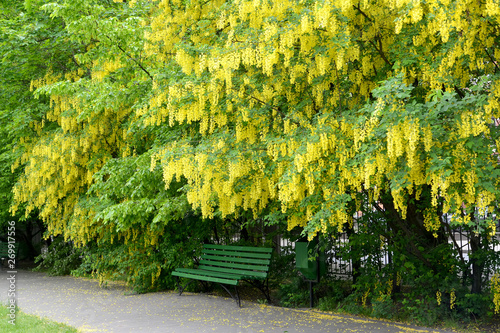 Tableau sur toile Plentiful blossoming of a bean tree (Laburnum anagyroides Medik.)