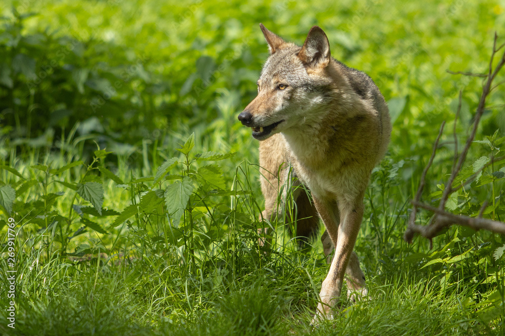 Tier Animal Forest