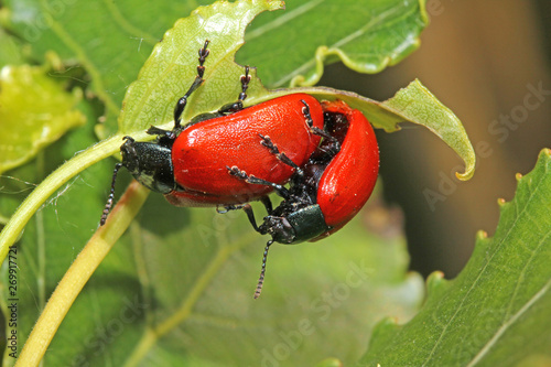 crisomelide del pioppo (Chrysomela populi - Melasoma populi) photo