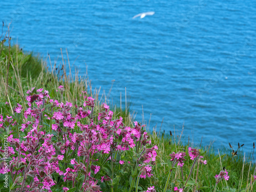 Red campion flowering on the edge of a cliff at Bempton Cliffs, East Yorkshire, England, with a gull and blue sea in the background