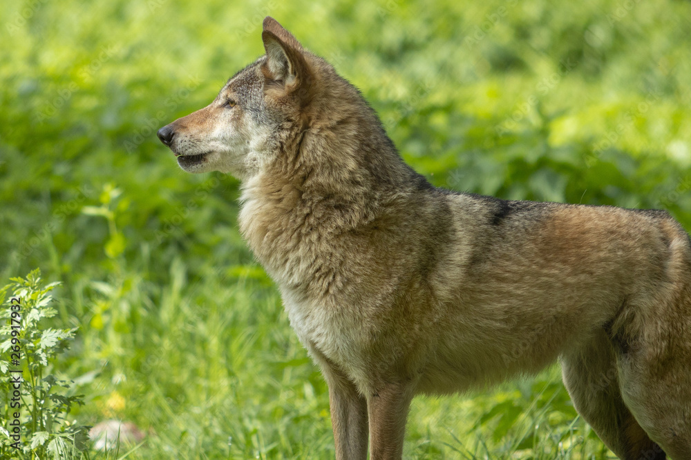 Europäischer Wolf wild im Wald grün gesicht