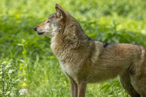 Europ  ischer Wolf wild im Wald gr  n gesicht