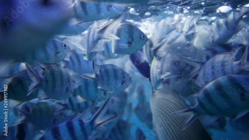 Wallpaper Mural small fish swimming in clear blue water Torontodigital.ca