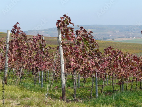 Dunkelrot gefärbte Weinberge mit Landschaft in Roxheim / Naheland photo