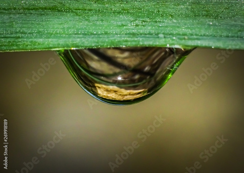 Rain water drop on leaf of grass