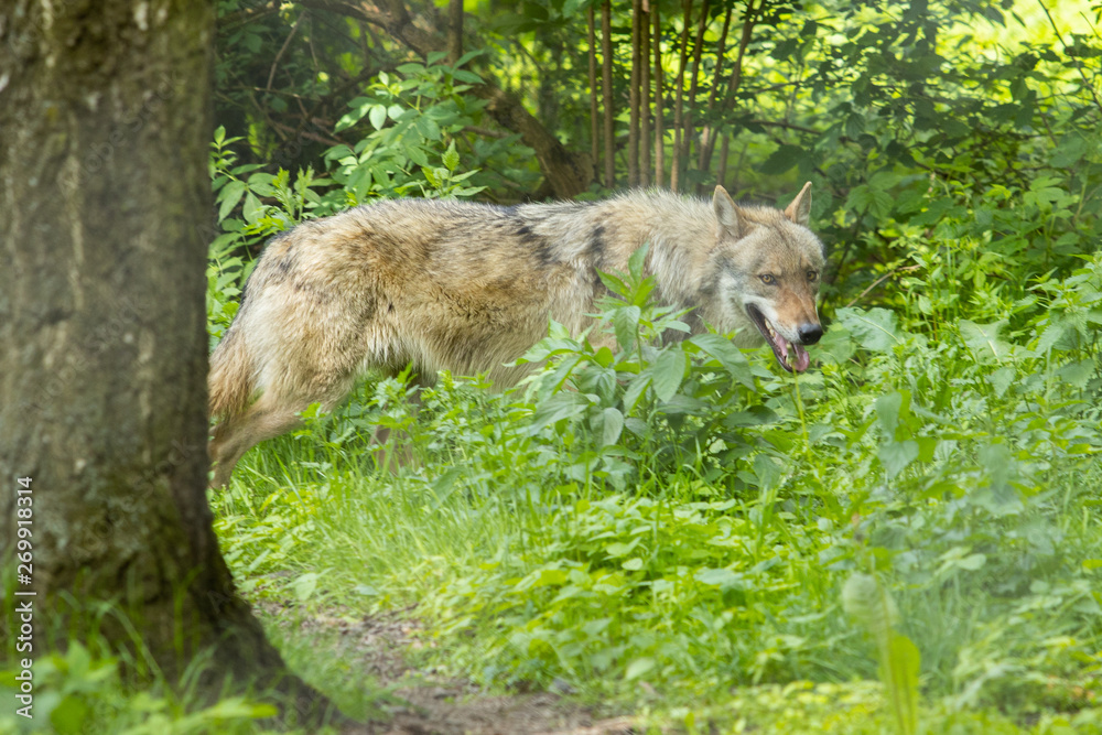 Fototapeta premium Europäischer Wolf wild im Wald schleichen