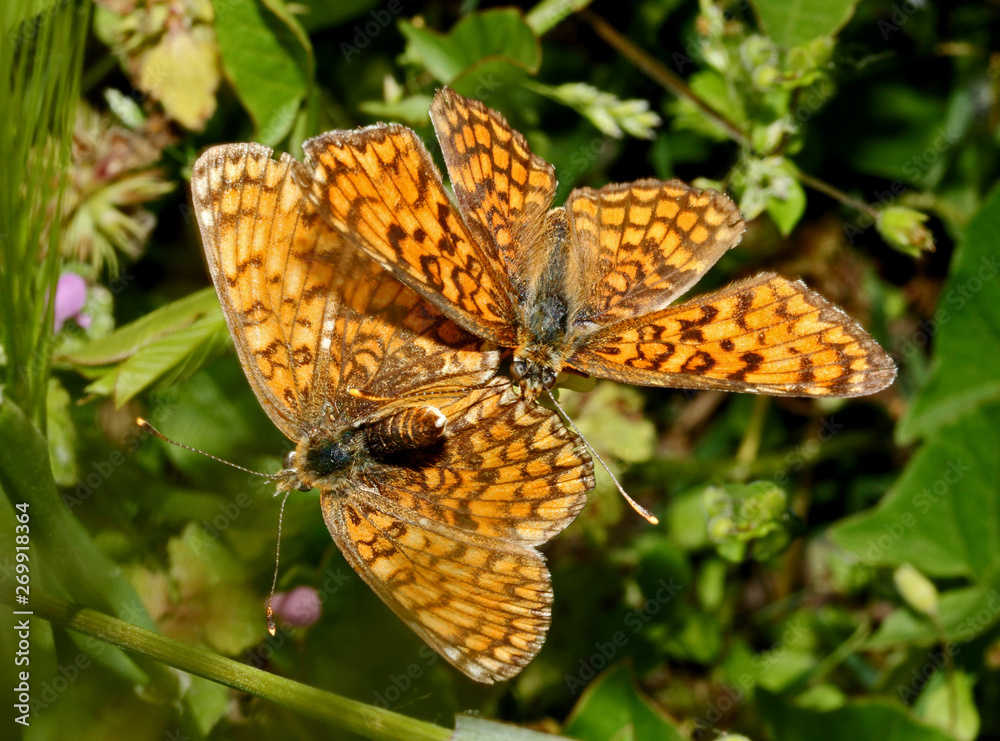 Obraz premium farfalle (Melitaea athalia)