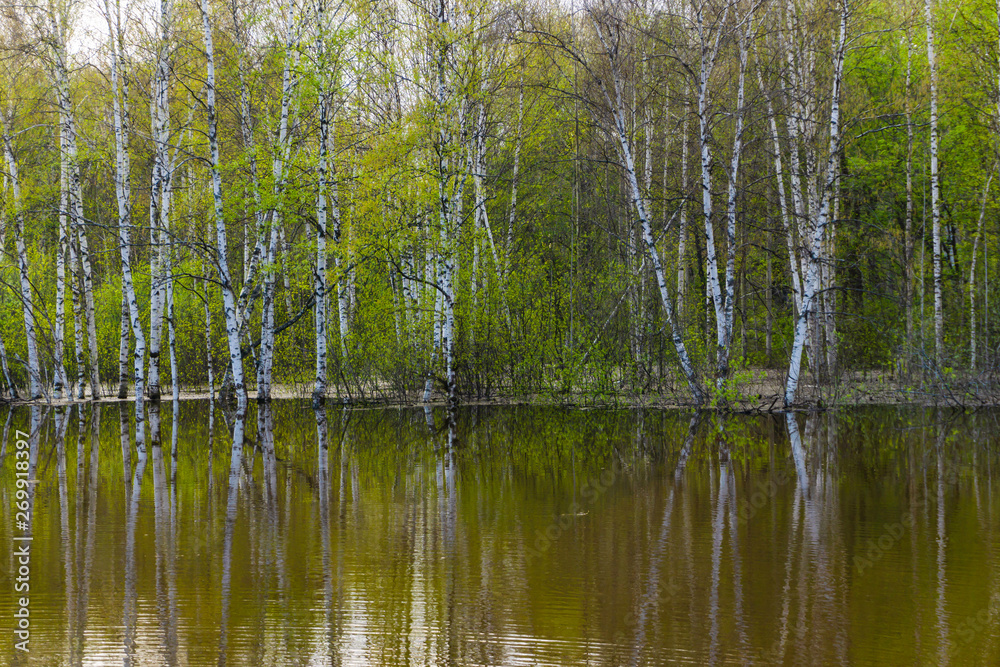 Obraz premium spring forest flooded during high water