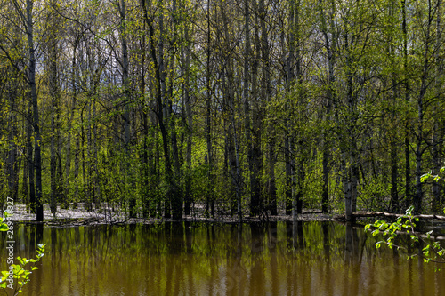 spring forest flooded during high water