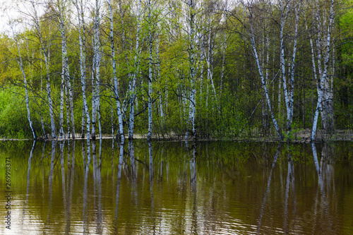 spring forest flooded during high water