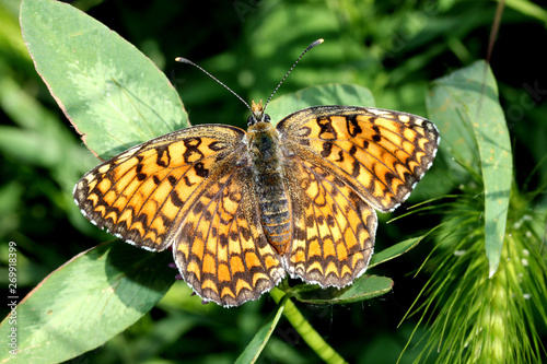 Fotografie farfalla (Melitaea athalia)