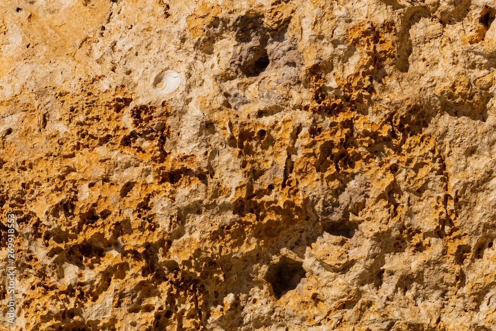 Fossil corals of the Red Sea. Ancient creatures, turned into stone.