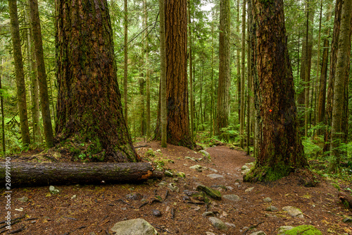 Giant Douglas fir and western red cedar trees covered in a dark rainforest in Cypress Falls Park, West Vancouver