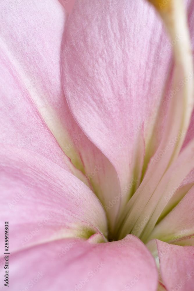 Fototapeta premium Close-up pink lily on pink background