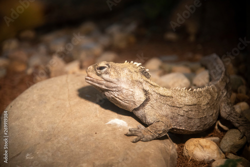 iguana on rock