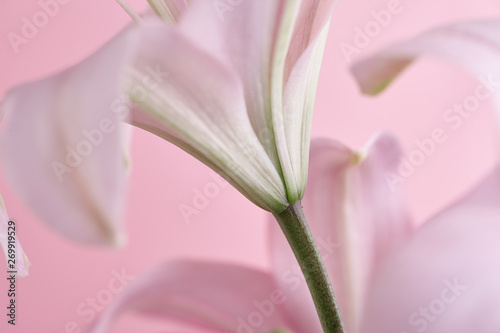 Fototapeta Naklejka Na Ścianę i Meble -  Close-up pink lily on pink background