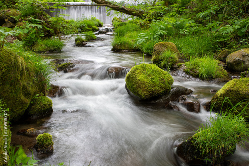 木谷沢渓流　鳥取県 大山中腹の渓流