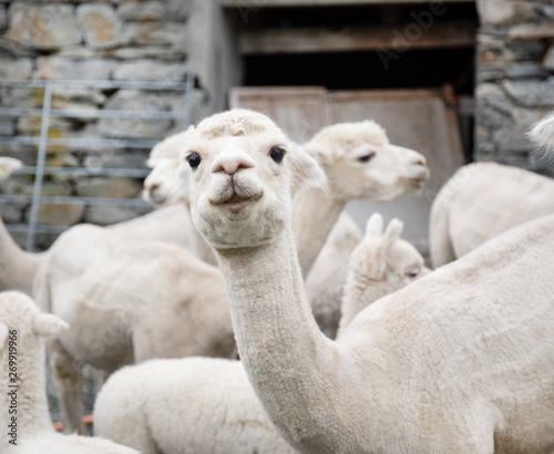 White alpaca herd, funny animals, long-eared funny animals, alpaca white fur, alpaca farm