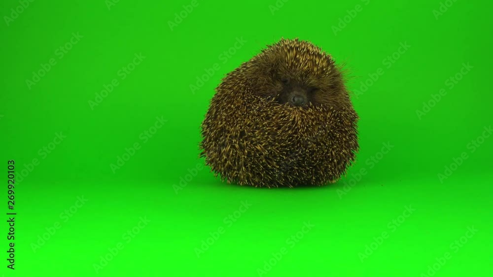 Hedgehog on a green background screen