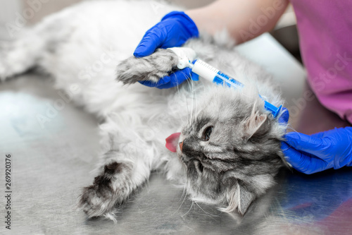 Fototapeta Naklejka Na Ścianę i Meble -  Big gray cat under anesthesia lay on metal table in vet clinic before procedure