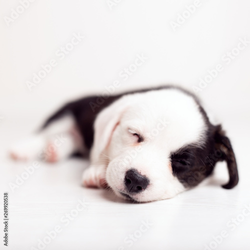 black and white newborn lazy relaxed Corgi puppy Lies down on the wooden floor for sleeping, dog shudders in sleep