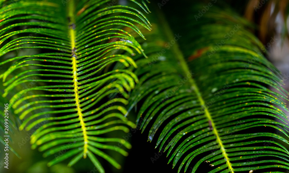 Green Fern Green Fern