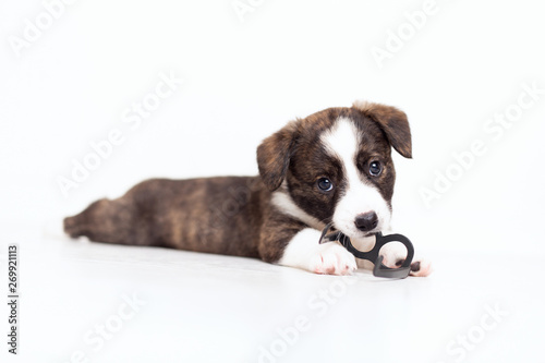 Newborn cute fluffy brown cardigan puppy with hanging ears running around the room and playing with toy plastic glasses on a white background. Loving animals and having fun concept