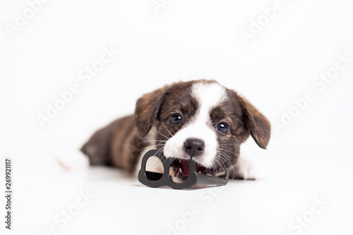 Fotografi Newborn cute fluffy brown cardigan puppy with hanging ears running around the room and playing with toy plastic glasses on a white background