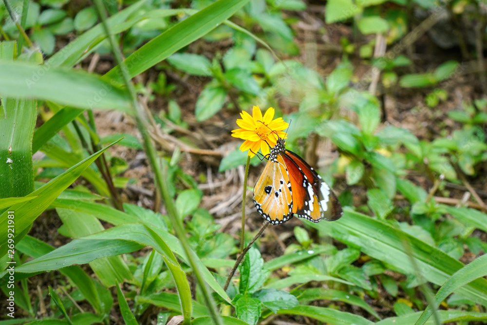 Plain tiger butterfly - aka African Queen - Danaus chrysippus - sitting on small yellow flower, green grass around Plain tiger butterfly - aka African Queen - Danaus chrysippus - sitting on small yellow flower, green grass around