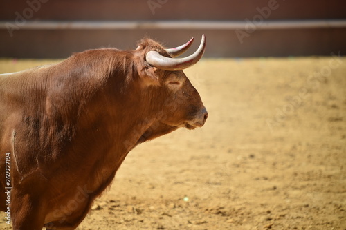 toro con grandes cuernos