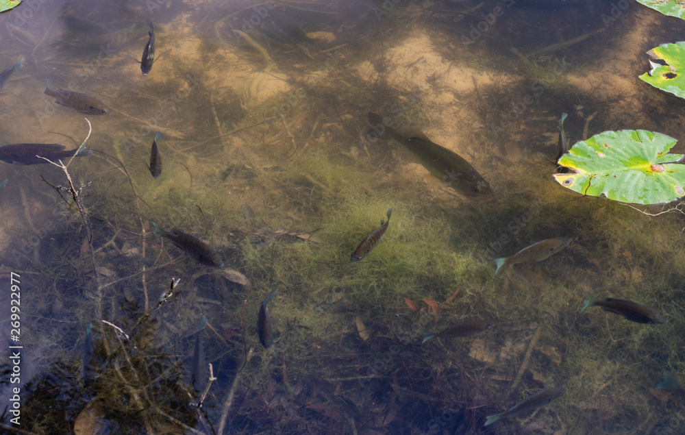A largemouth bass lurking in a school of nesting bluegill in their native  habitat, a freshwater pond in Louisiana Stock Photo