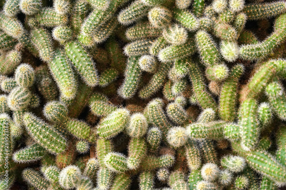Top down view, detail on many small cacti growing one over other, abstract cactus background Top down view, detail on many small cacti growing one over other, abstract cactus background