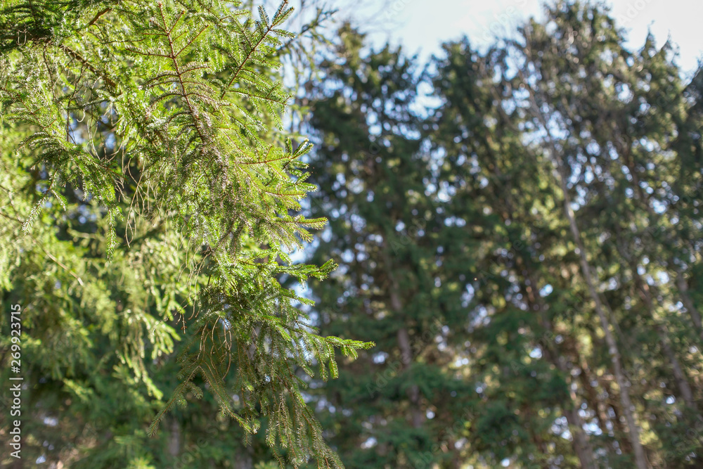 Sun shines on coniferous spruce trees, more blurred woods in background. Abstract spring forest background, space for text right Sun shines on coniferous spruce trees, more blurred woods in background. Abstract spring forest background, space for text right