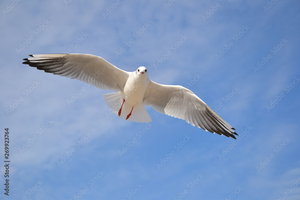 Single seagull in the blue sky. Lovely seagull looking straight at the camera Single seagull in the blue sky. Lovely seagull looking straight at the camera