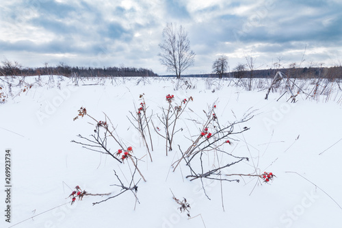 Field covered with snow, dried herbs and bushes peeking out of the snow. Some wild rose bush with red rosehips on foreground 