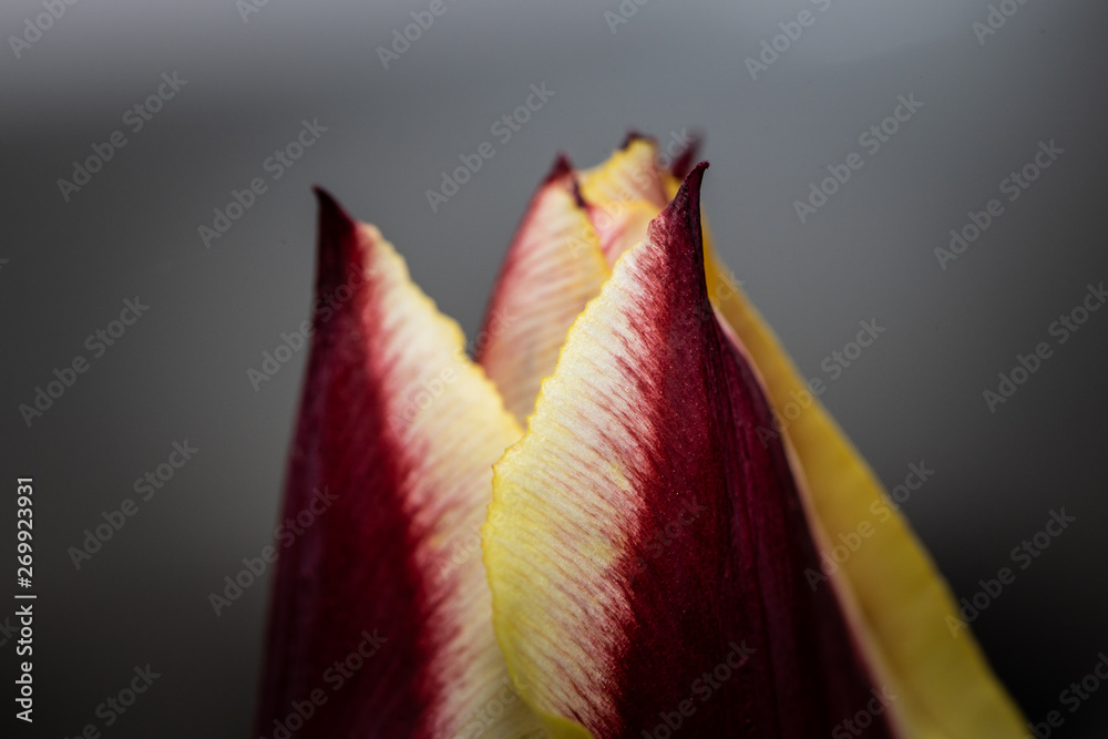 Takes Tulips to do it right.. Takes Tulips to do it right..