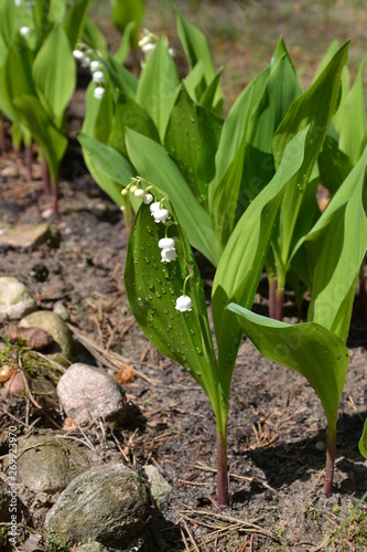 Blooming lily of the valley - Convallaria majalis flowers in the spring garden. Drops of dew on the Convallaria majalis leaves