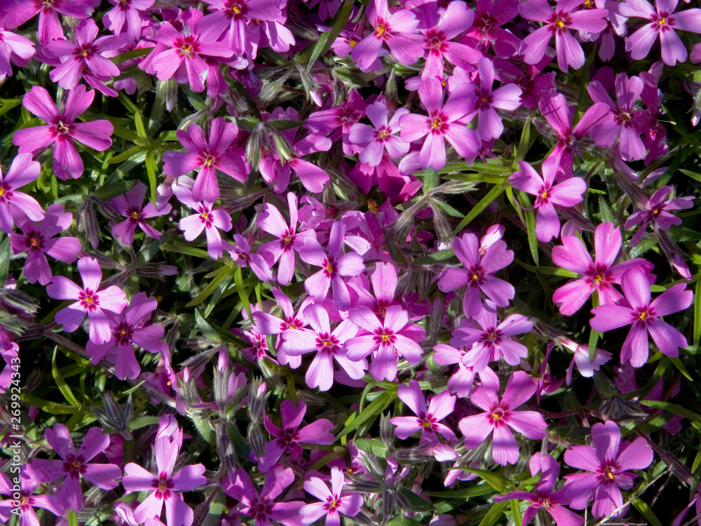 Lilac carpet of blooming styloid phlox