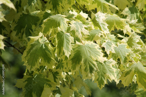 Foliage of Norway maple (Acer Platanoides) Variegata. Cultivar Drummondii with variegated white and green leaves