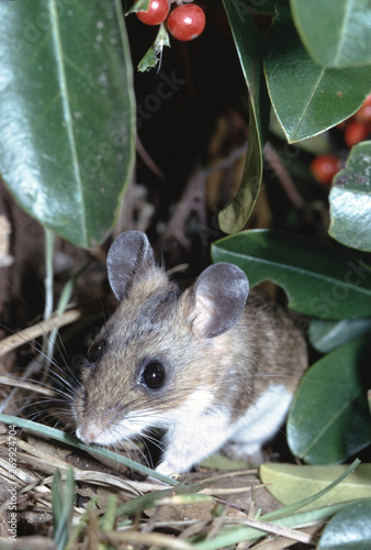 Deer Mouse (Peromyscus Maniculatus) photo