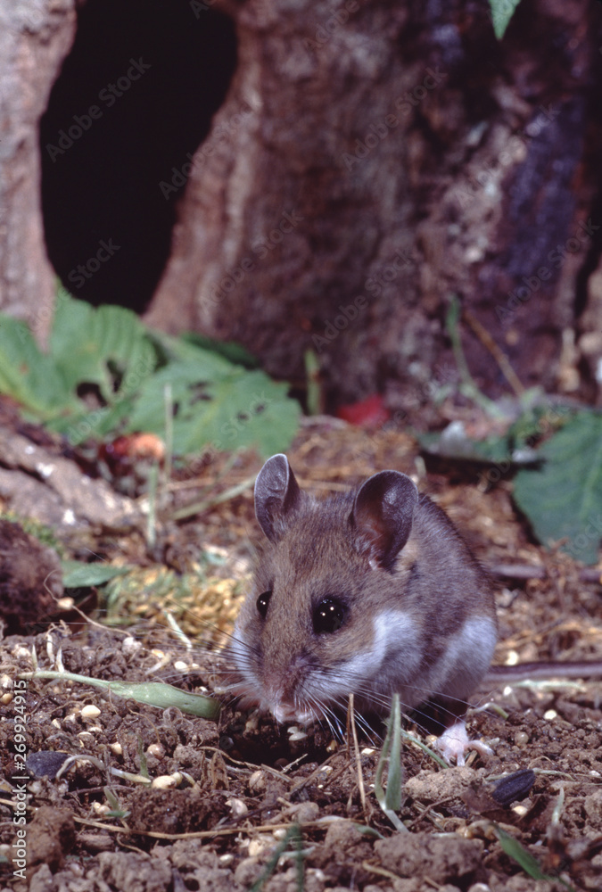 Deer Mouse (Peromyscus Maniculatus) Deer Mouse (Peromyscus Maniculatus)