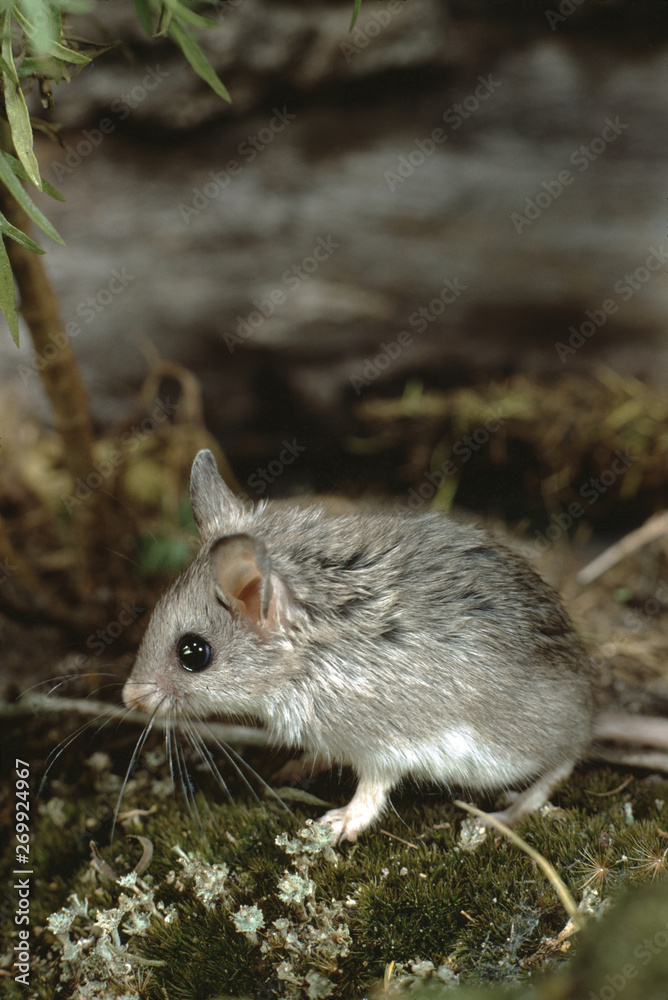 Northern Grasshopper Mouse (Onychomys Leucogaster) Northern Grasshopper Mouse (Onychomys Leucogaster)