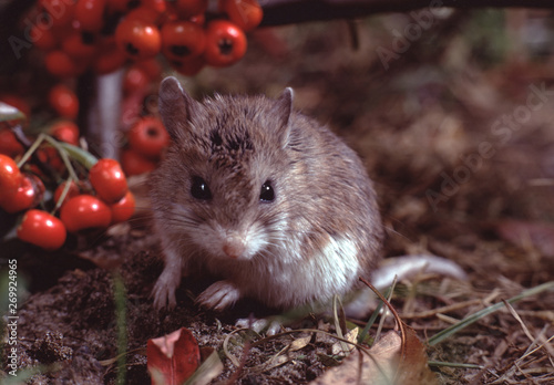 Northern Grasshopper Mouse (Onychomys Leucogaster)