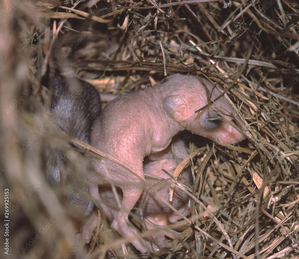Fototapeta premium Northern Grasshopper Mouse babies in nest (Onychomys Leucogaster)
